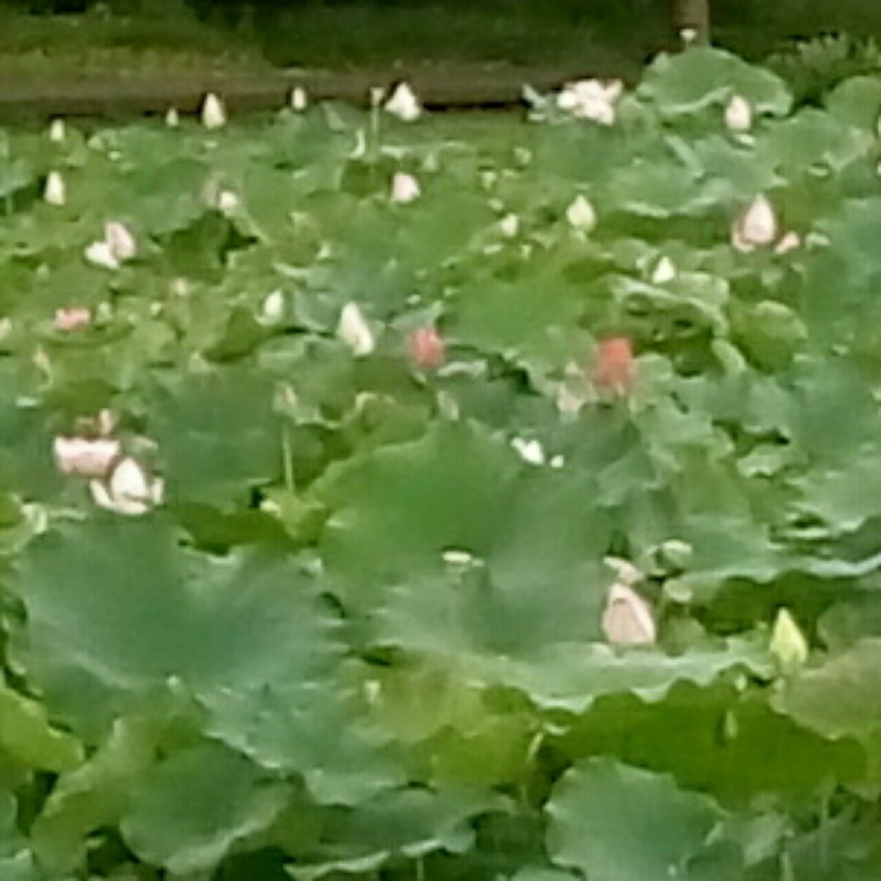 酱油捞面