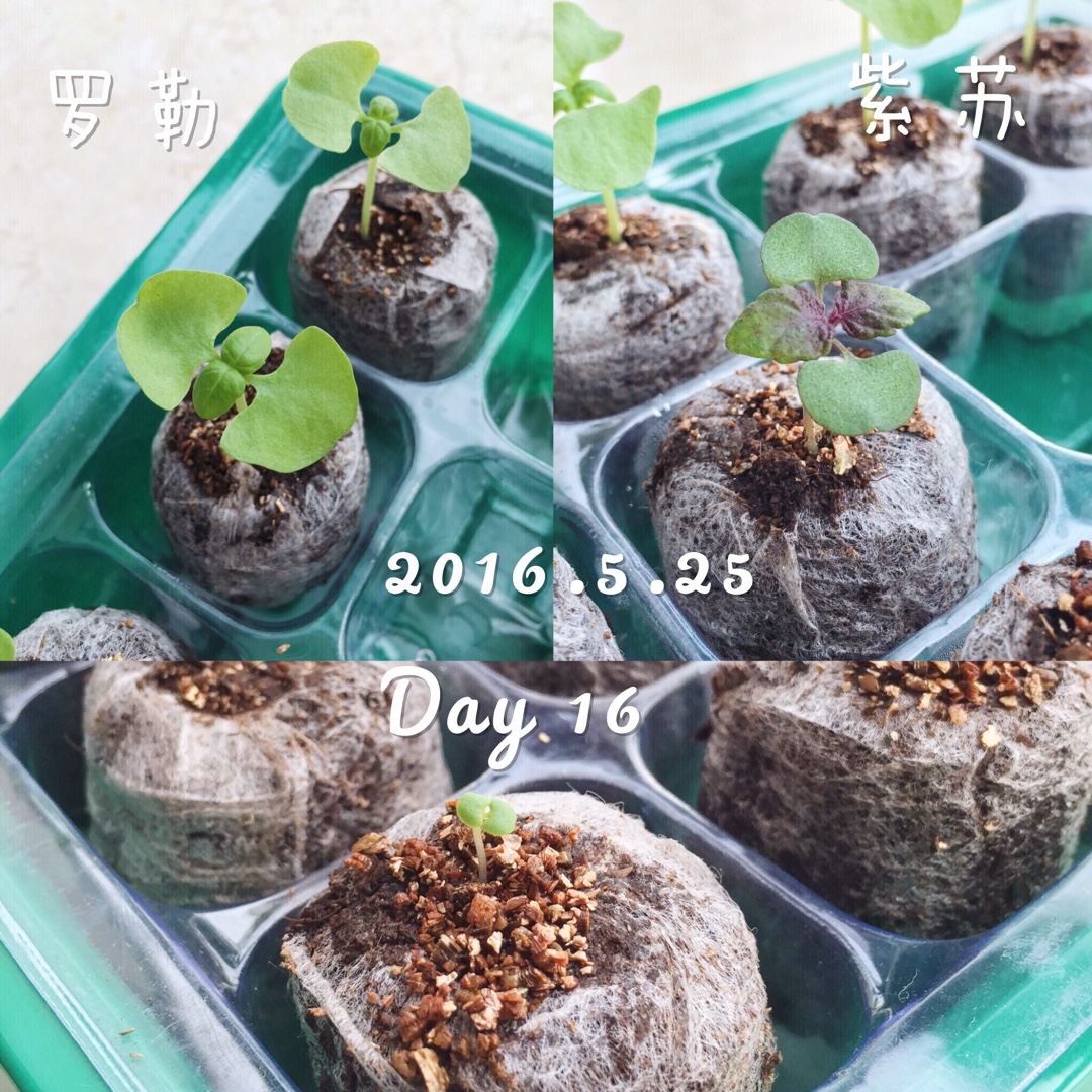 厨房种香草（tips大汇总…缓慢更新）