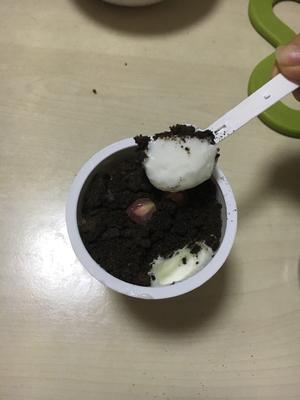 超级无敌好吃的奥利奥盆栽酸奶（超简单版）的做法 步骤9
