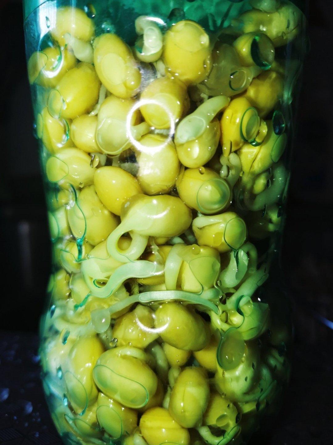 自己在家发豆芽