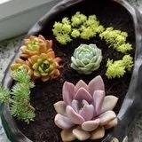 一颗青红豆
