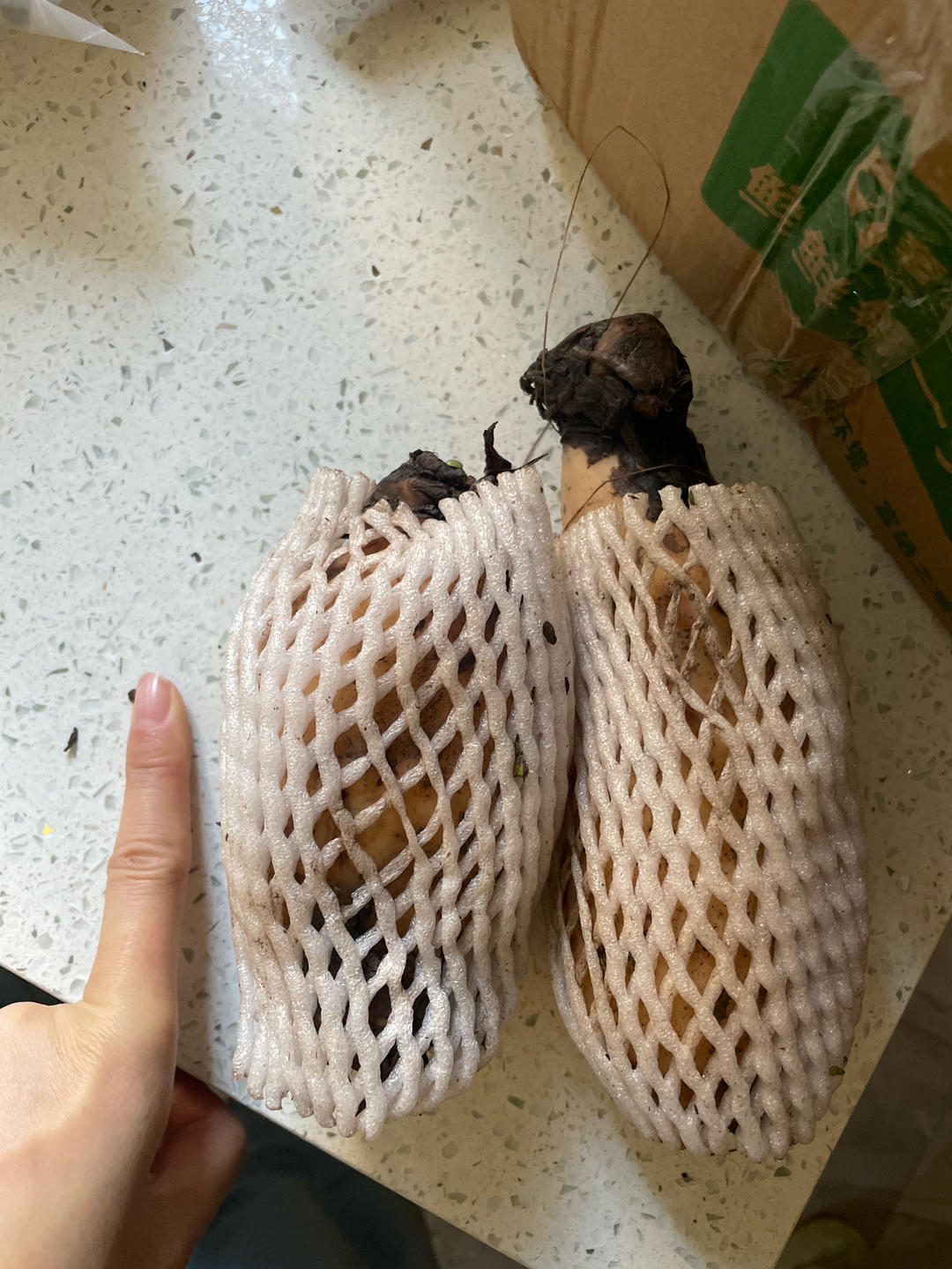 正宗湖北莲藕排骨汤