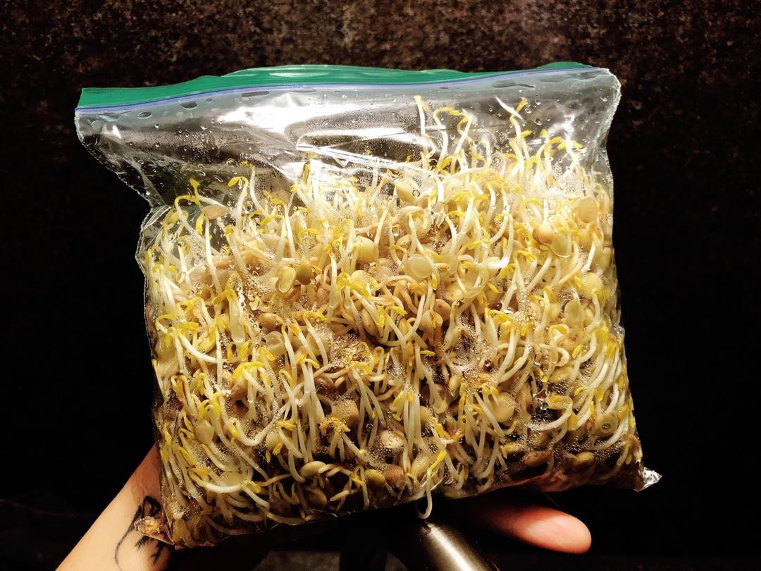 自发甘肃扁豆芽