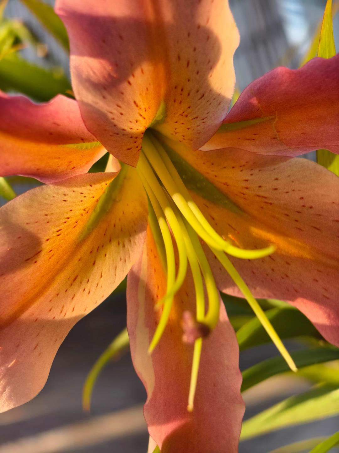 花小璃