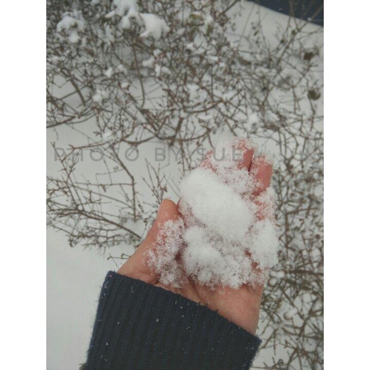 午餐•2017年1月19日