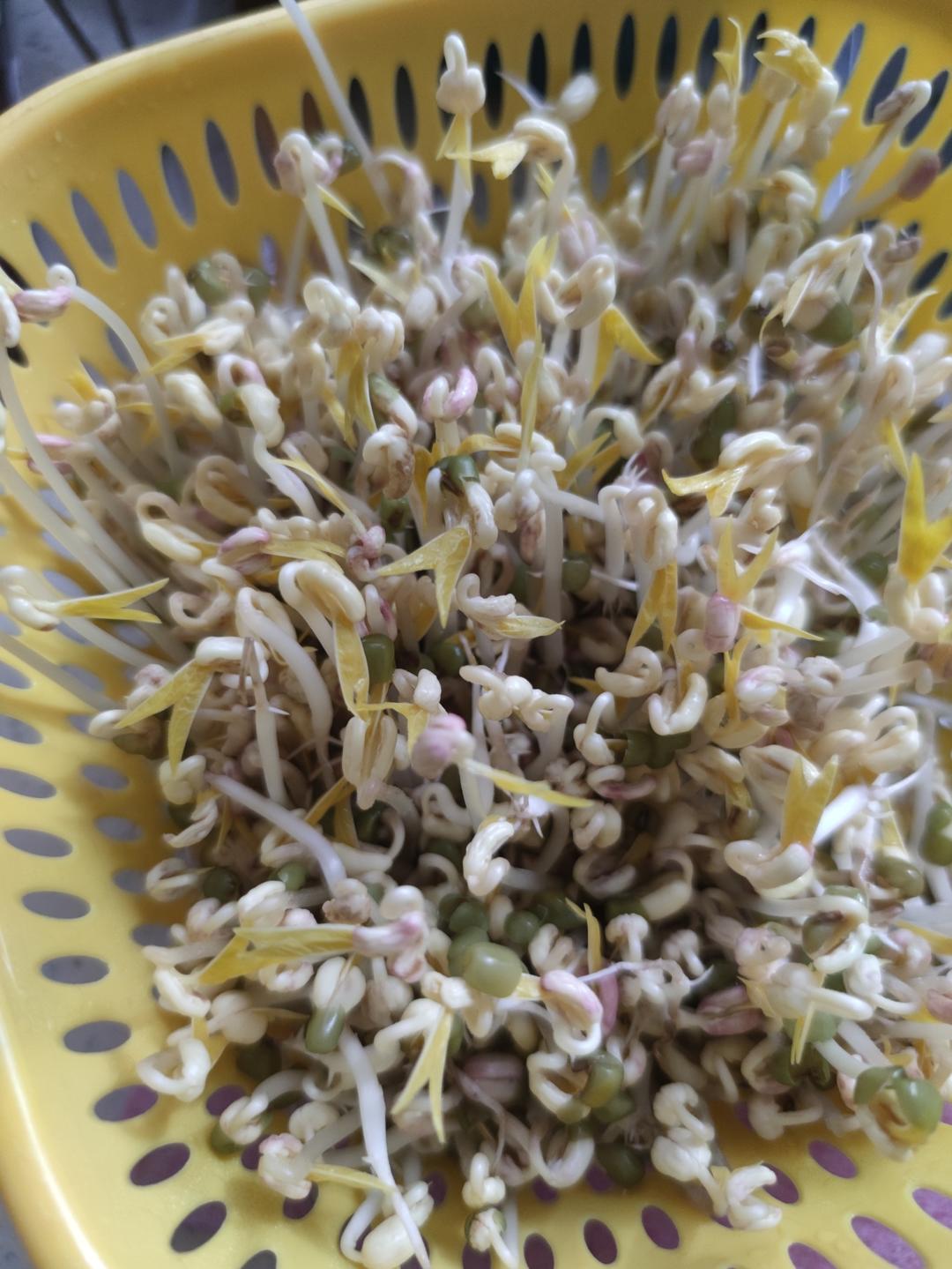 沥水篮发豆芽