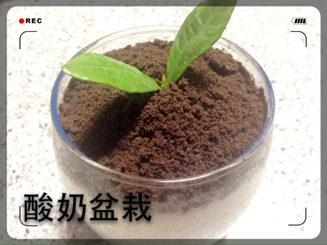 酸奶盆栽/继续延续小清新风/治愈系甜品