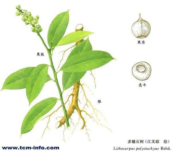 江西小红笋