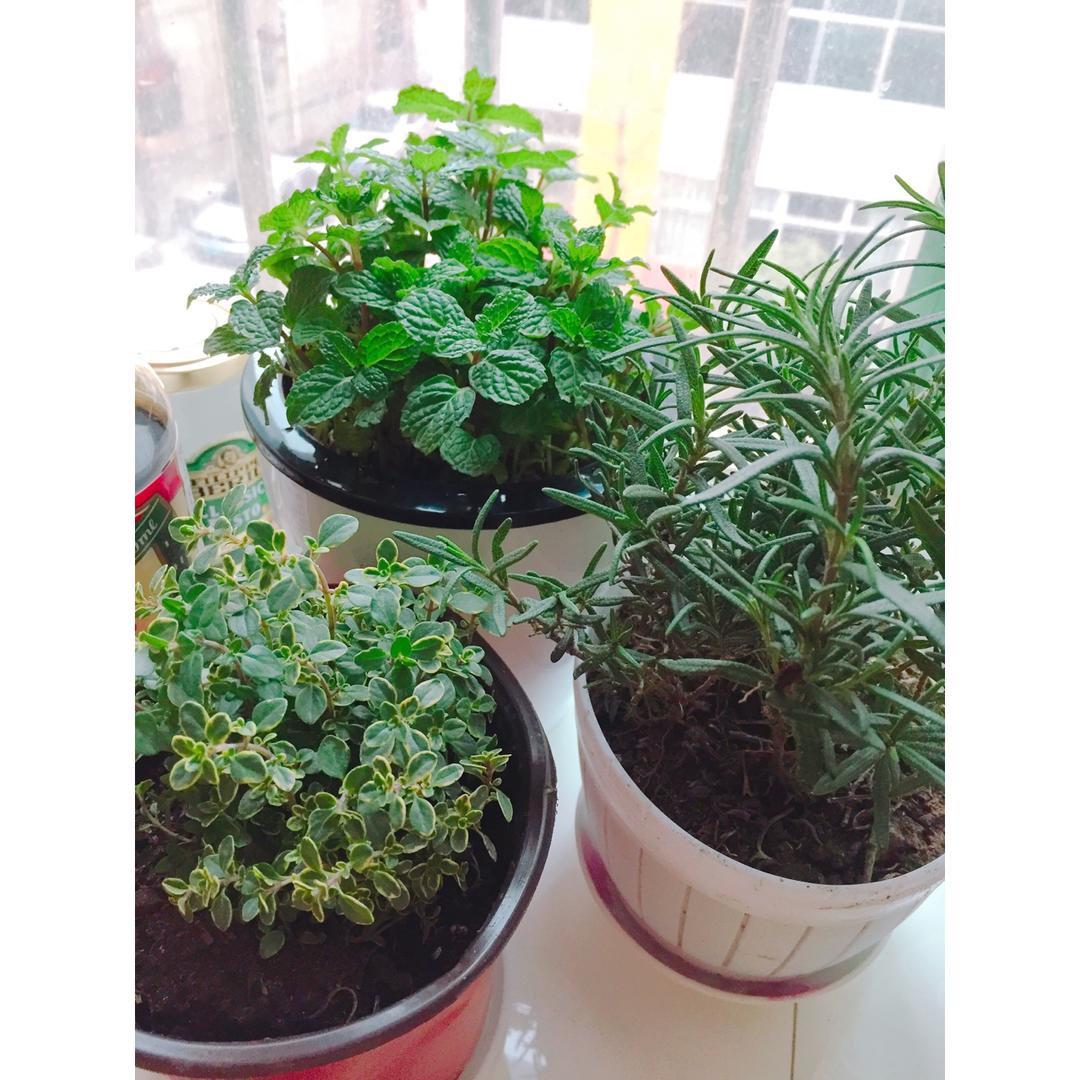 西餐香料中英文用途图解集合