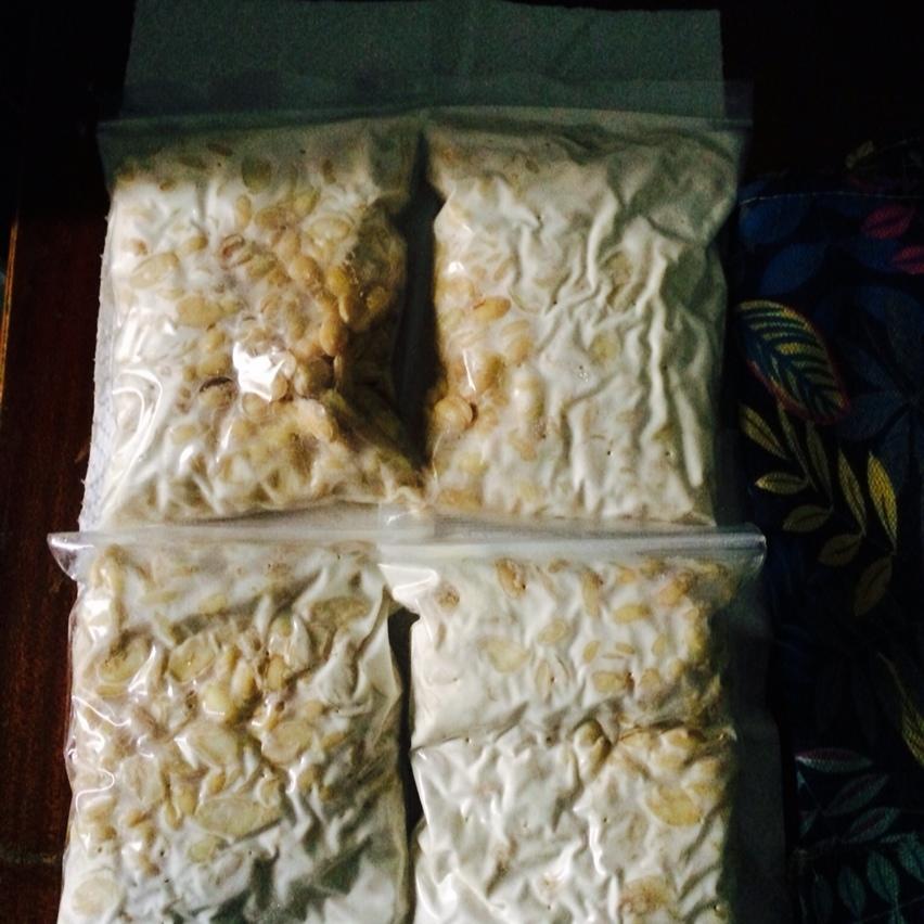 自制黄豆天贝丨发酵·豆类
