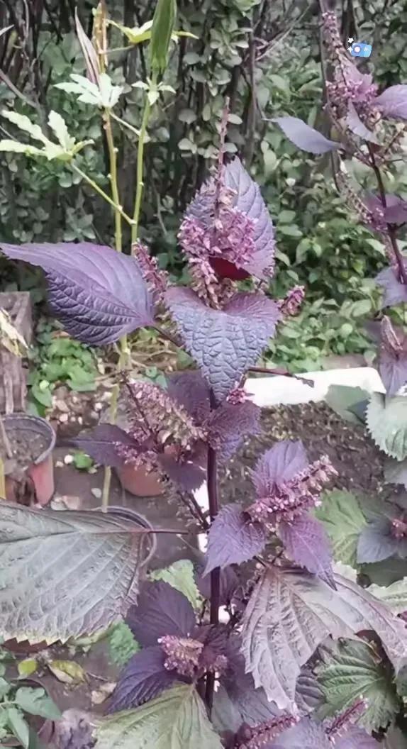 万能紫苏酱～