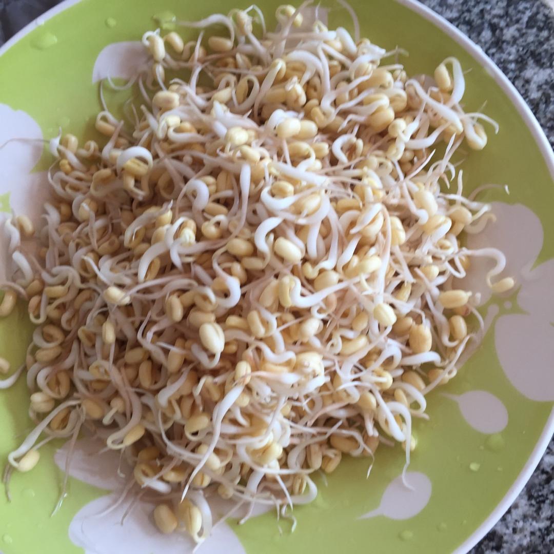 自己发豆芽【果汁盒/大牛奶盒】