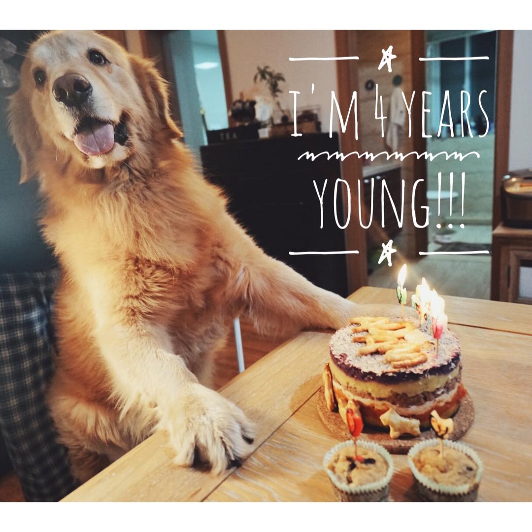 狗狗生日蛋糕（纯天然无色素无面粉）