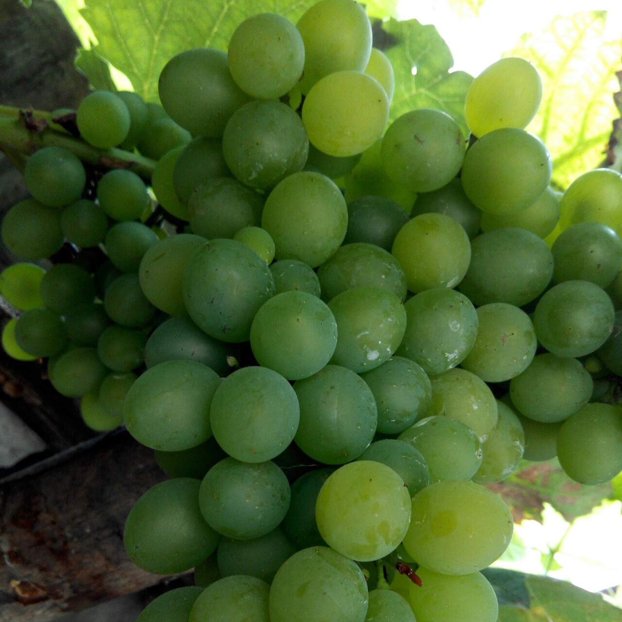 花花草草的世界