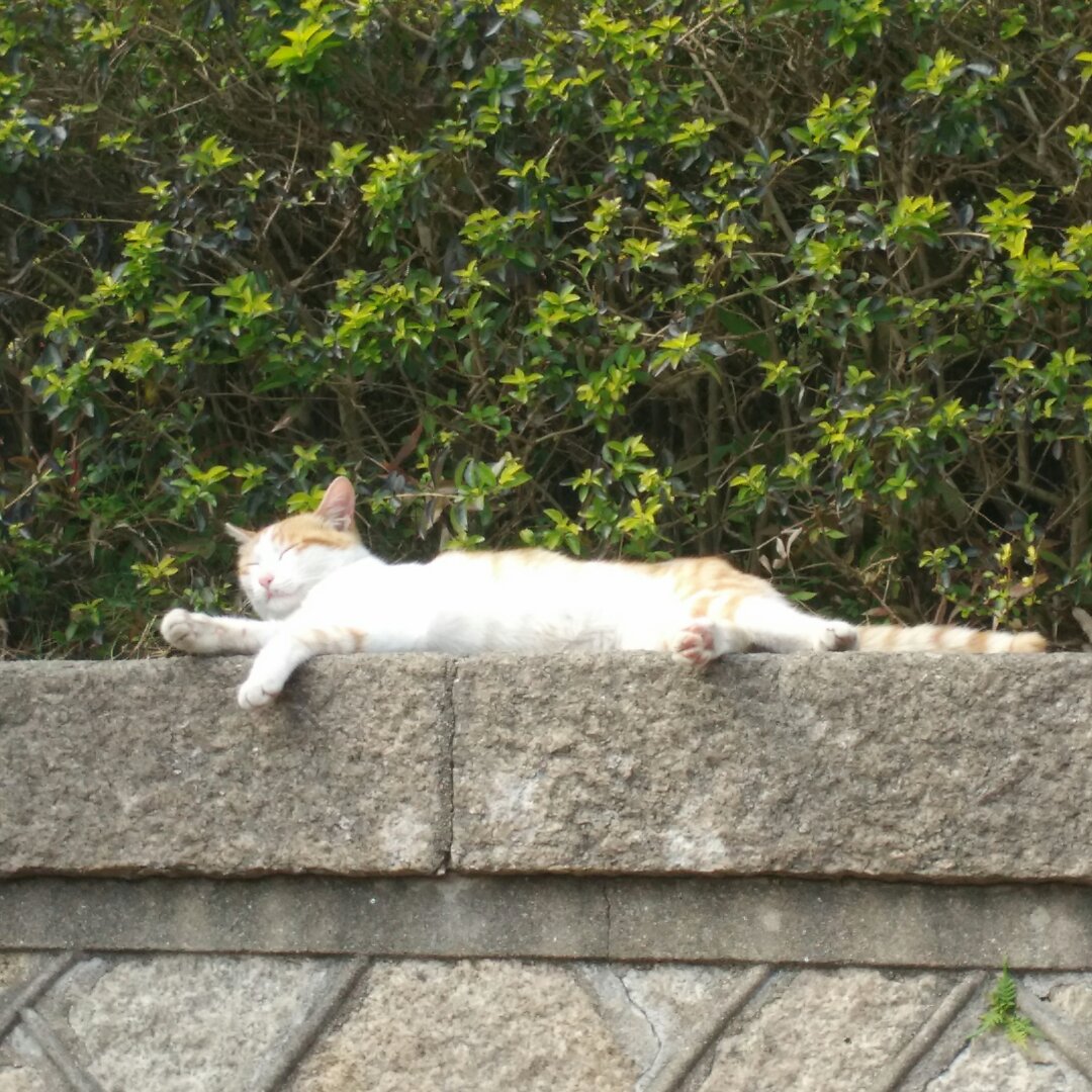 溜溜的园地