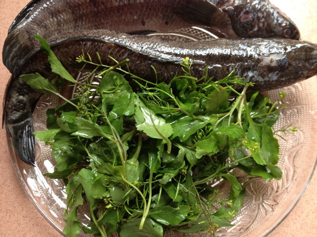 陈仪cy做的野葛菜煲生鱼