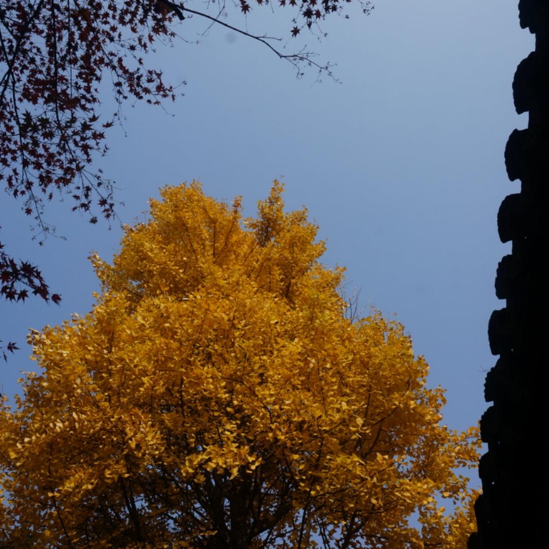 H波比比比伯伯H