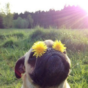 吃好吃的东西过短命的人生