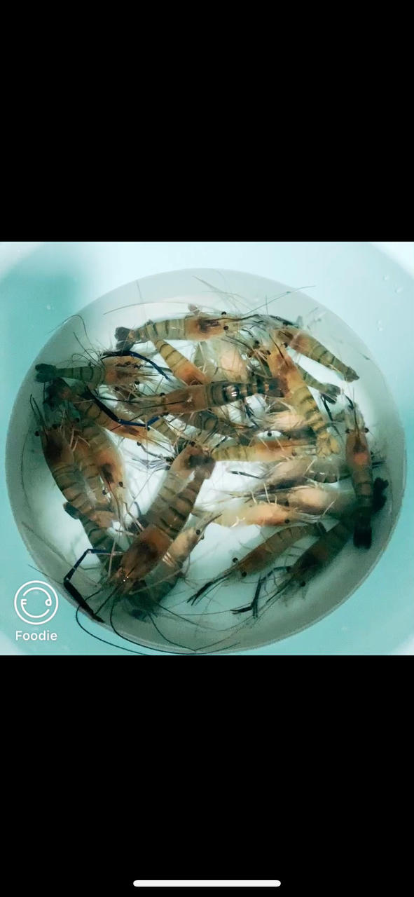 冰爽香糟虾