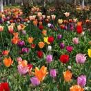 手机用户0637_p5jf