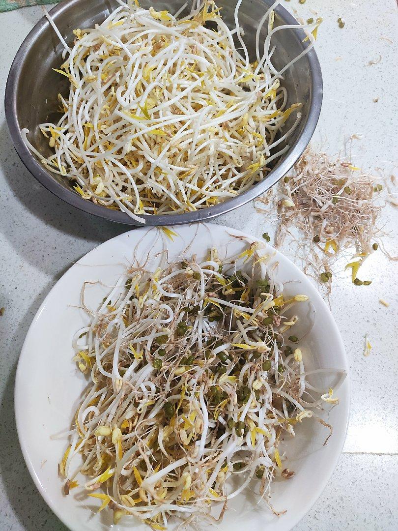 自发豆芽（可乐瓶发豆芽0失败！）