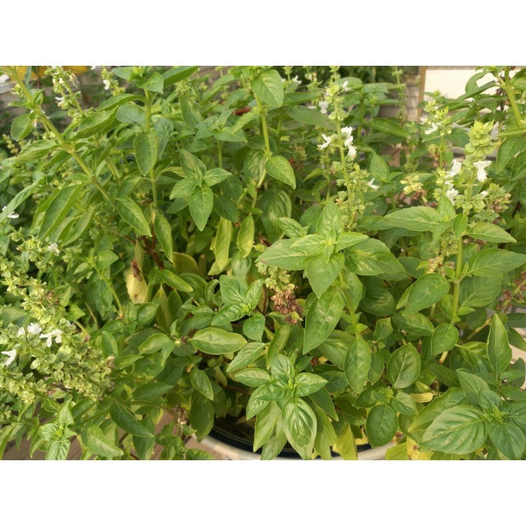 种植呀