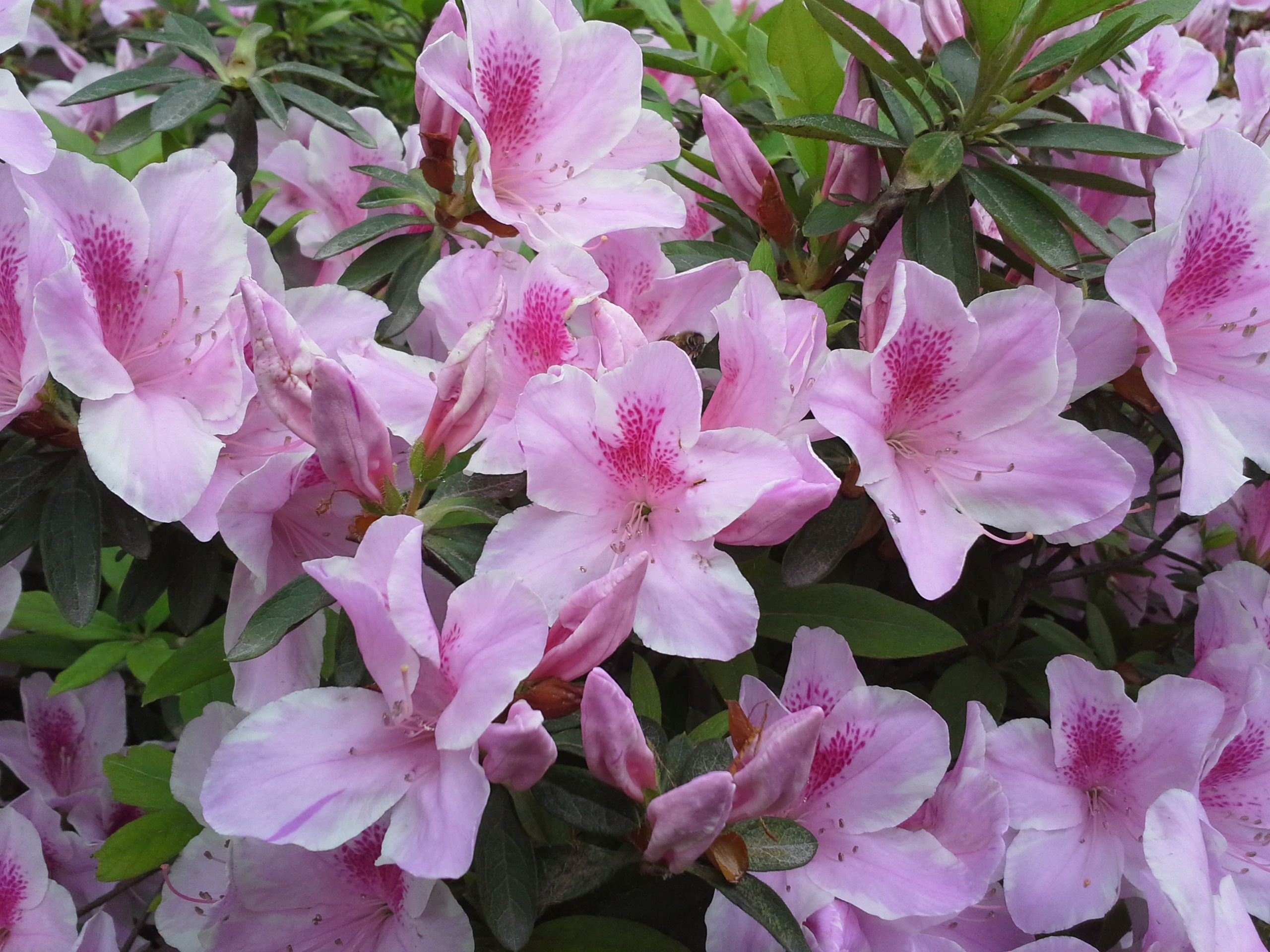 克里桑丝美美菊花