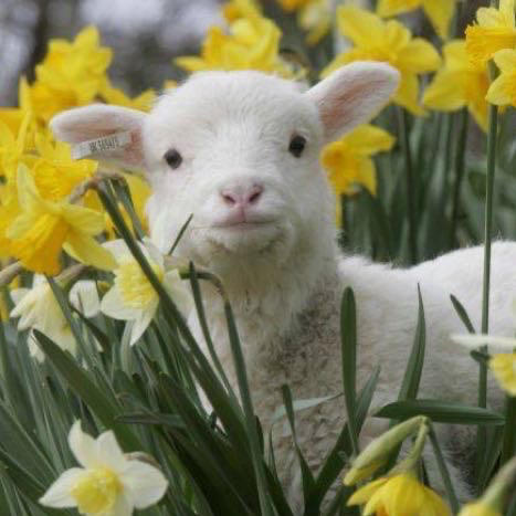 快乐的一只小羊羊