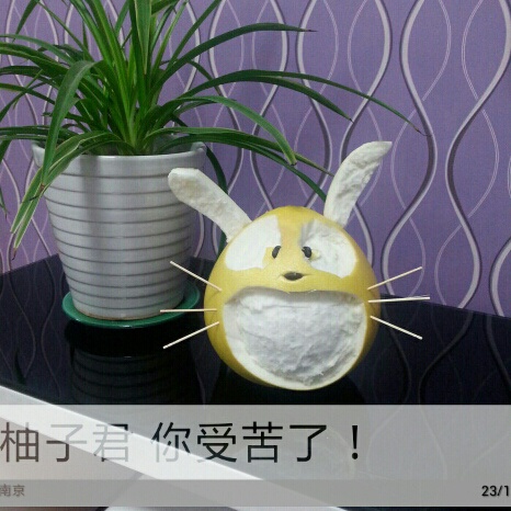 顽皮柚子龙猫