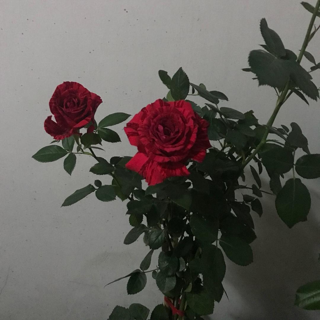 美年达_bjwy