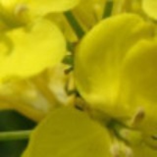 蜜糖里醋