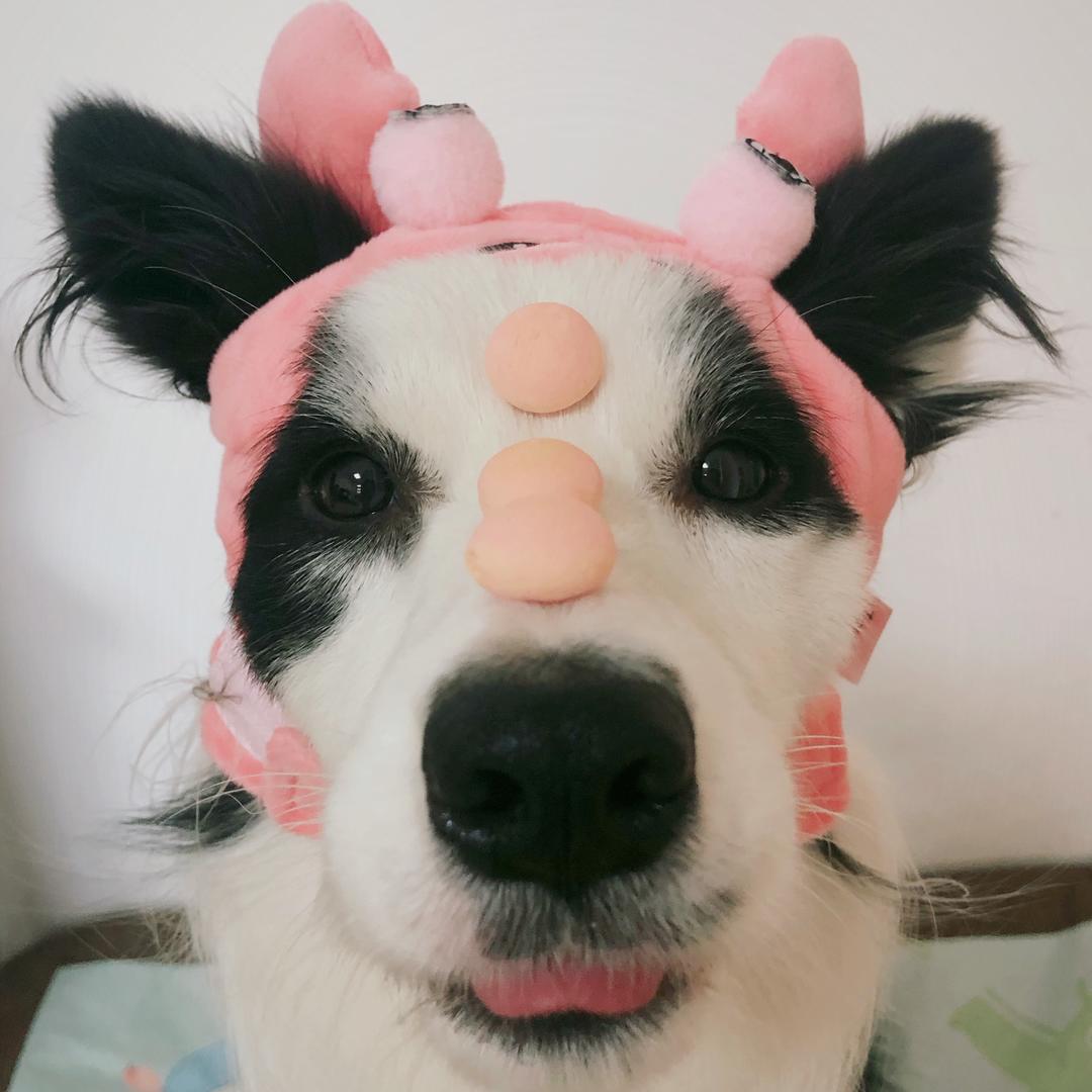 松花小肚晾肉香肠