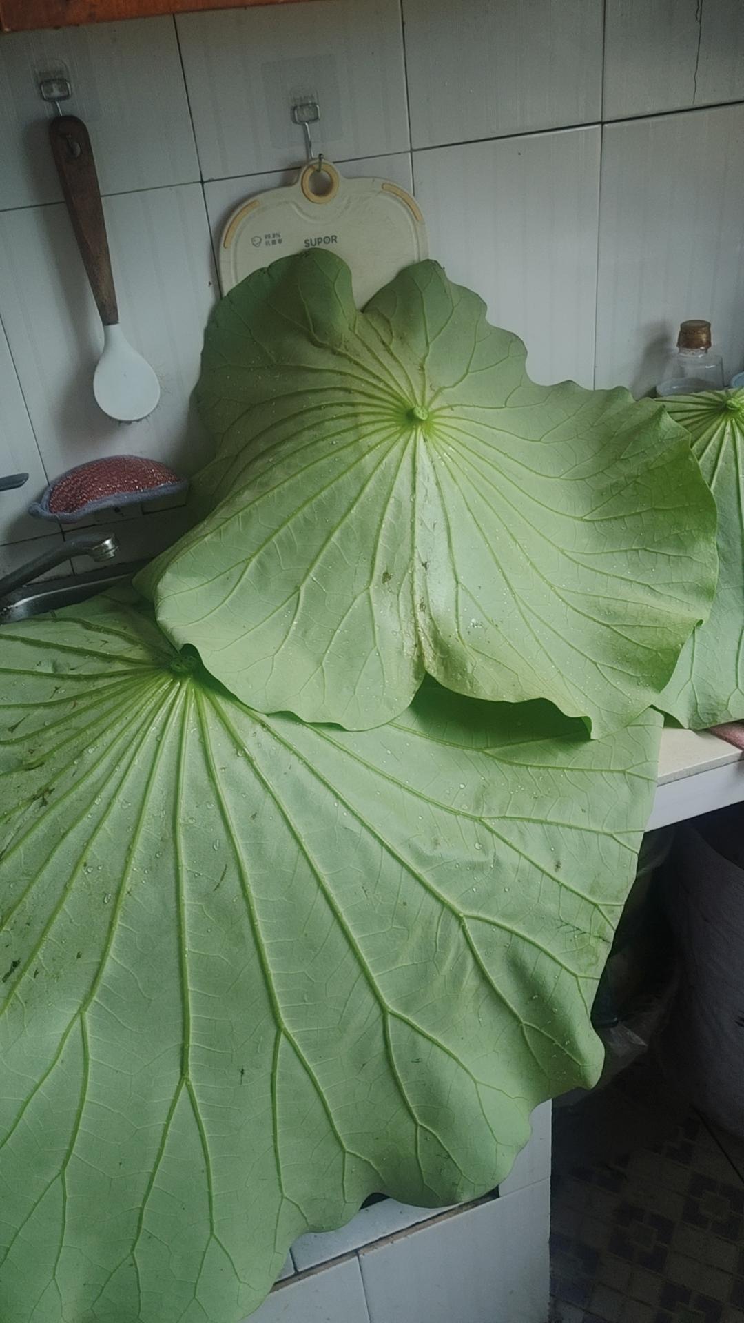 新鲜荷叶保存法