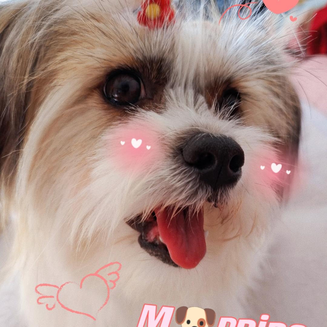 进阶小白呦