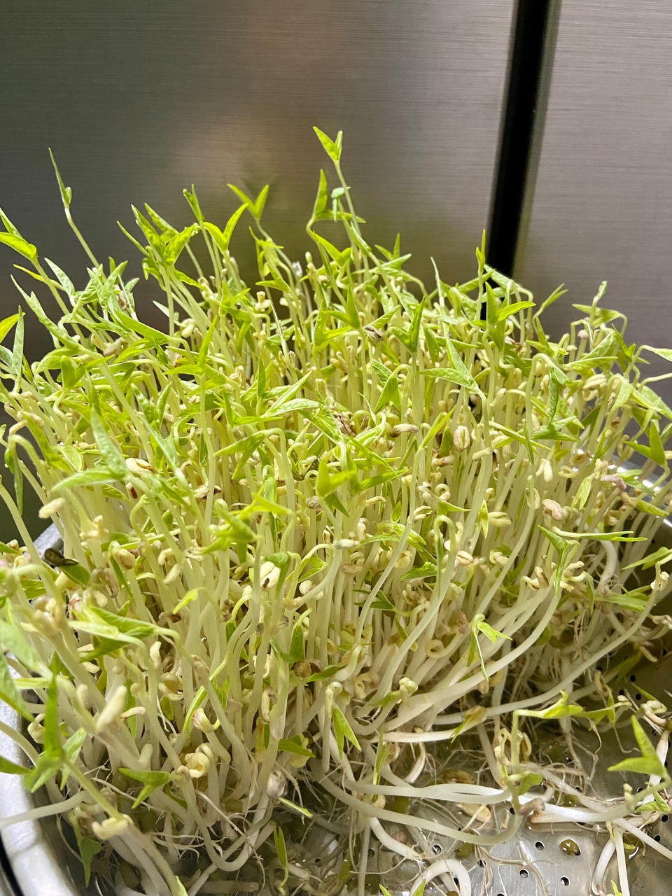 沥水篮发豆芽