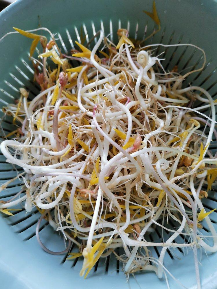 沥水篮发豆芽
