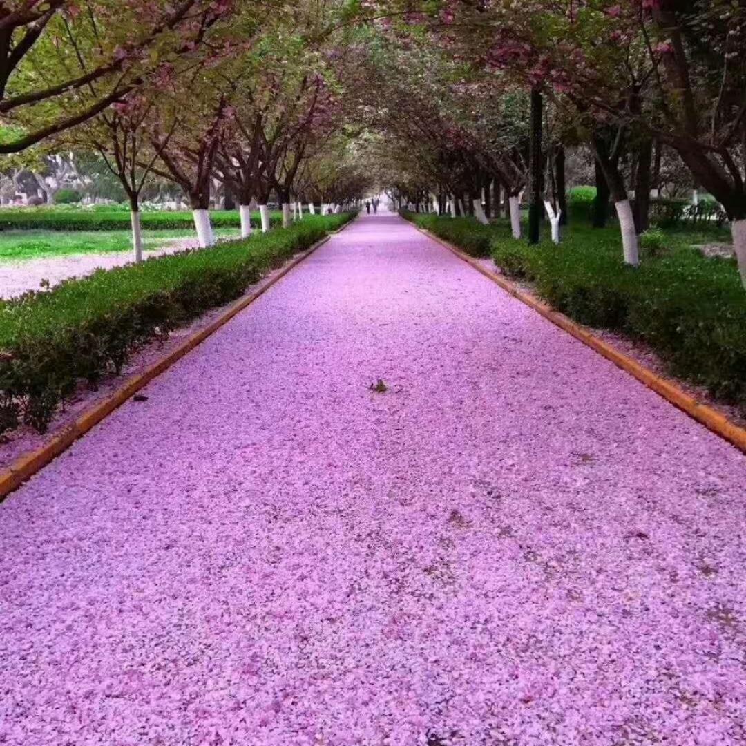 redplum_jing