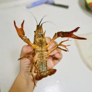 重庆版 吮指麻辣小龙虾的做法 步骤1