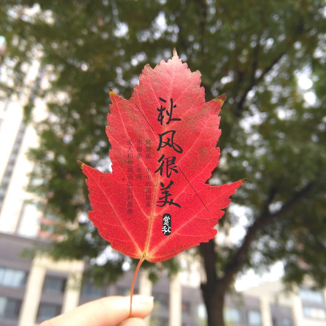 一叶知秋，刹那芳华
