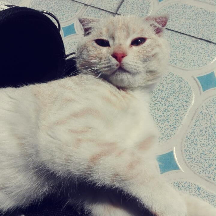 我爱吃烧卖
