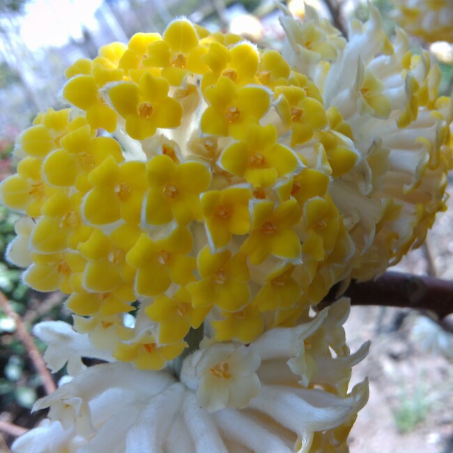 晚餐•2015年3月9日