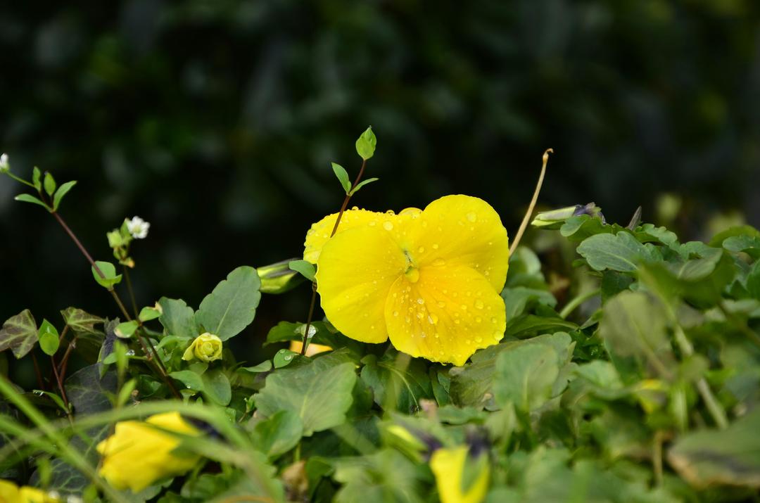 小花开会的做法