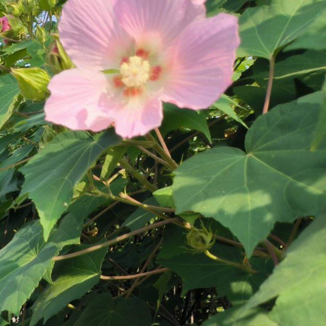 小雅与泡芙