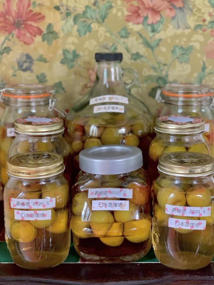 青梅酒（优的春日私酿第二話）