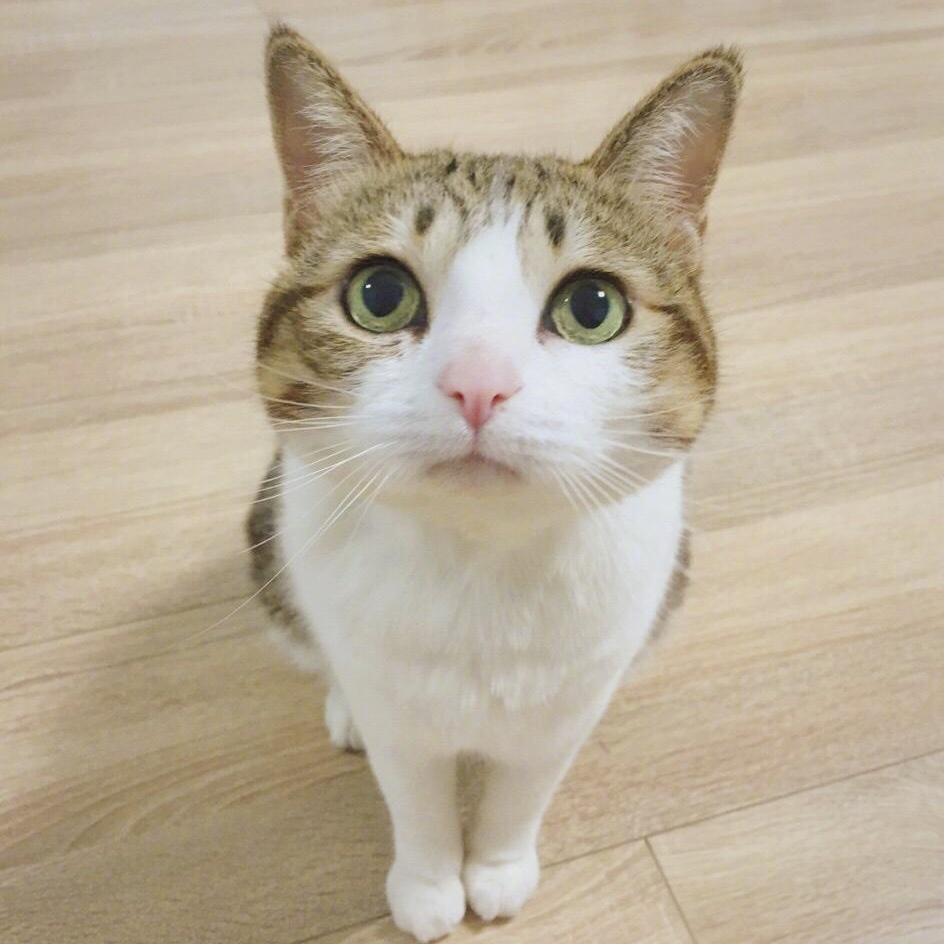 司徒小葵
