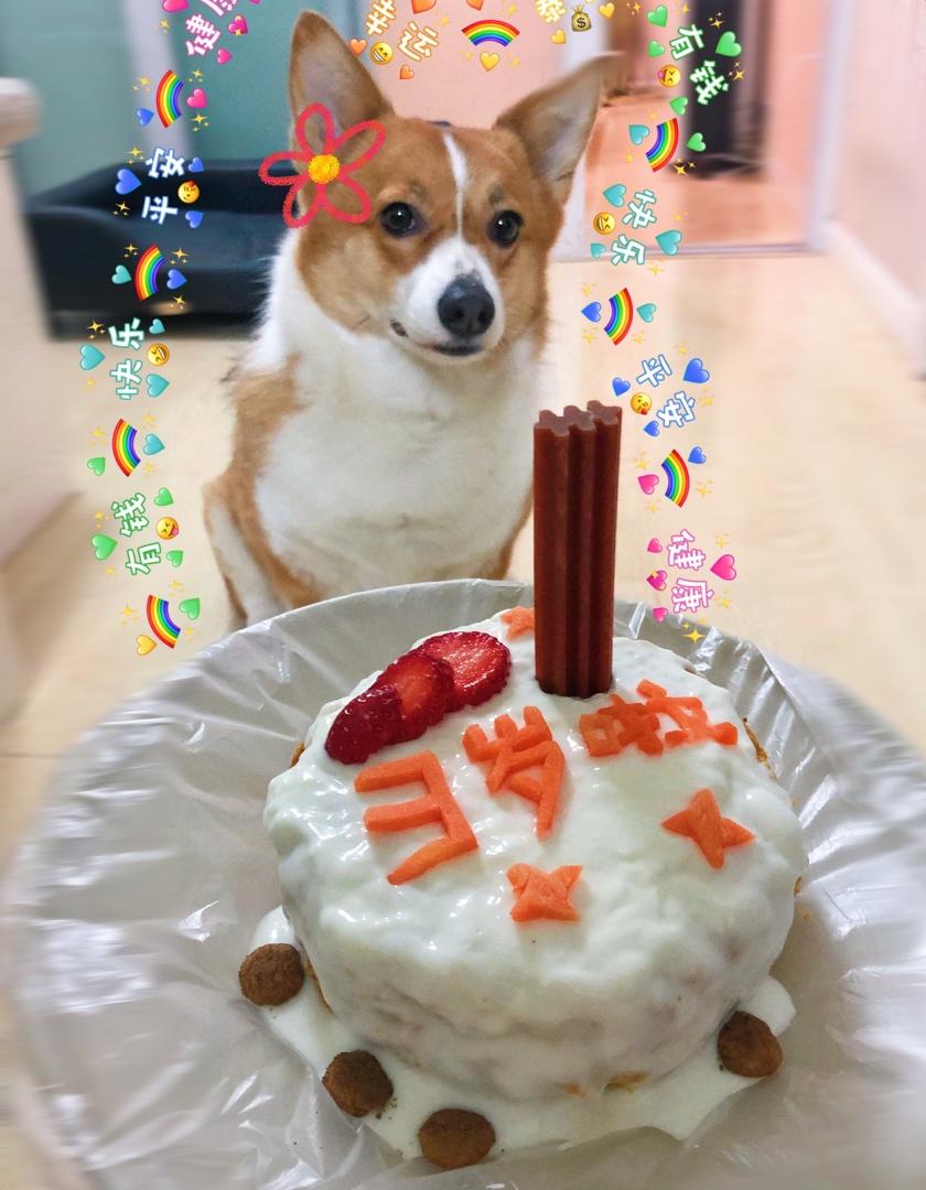 狗蛋糕宠物蛋糕