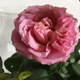 手机用户8711_jpk7