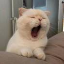 Dr猫七