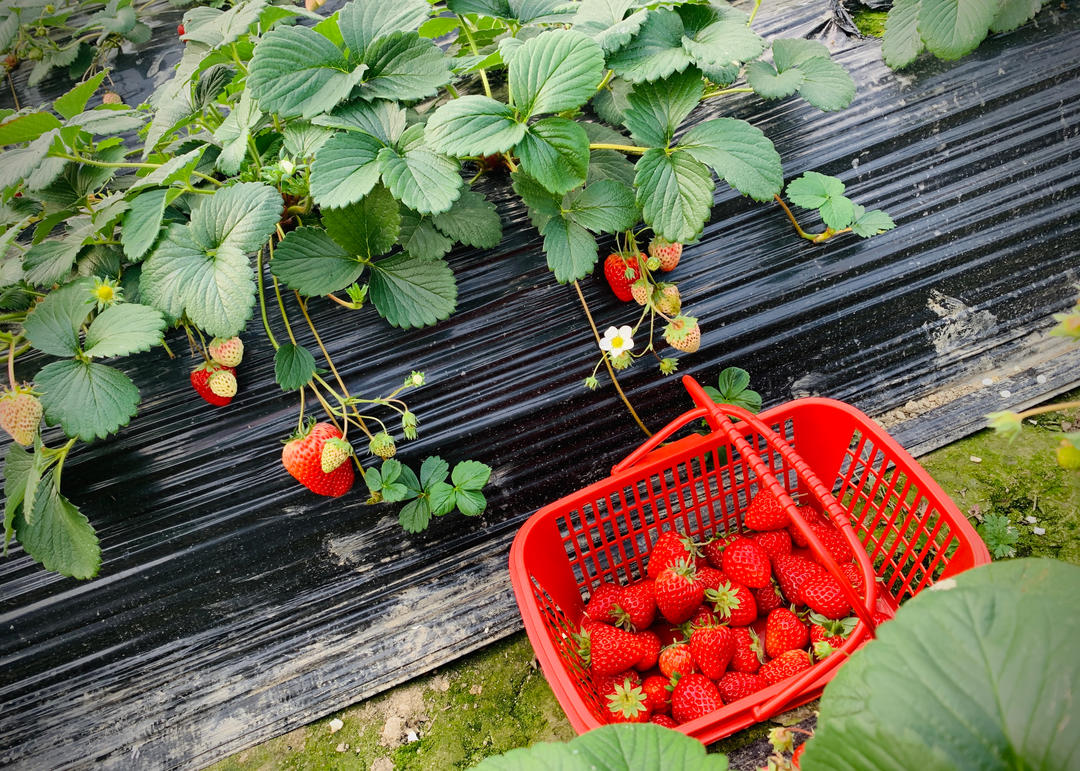 自制无添加草莓酱