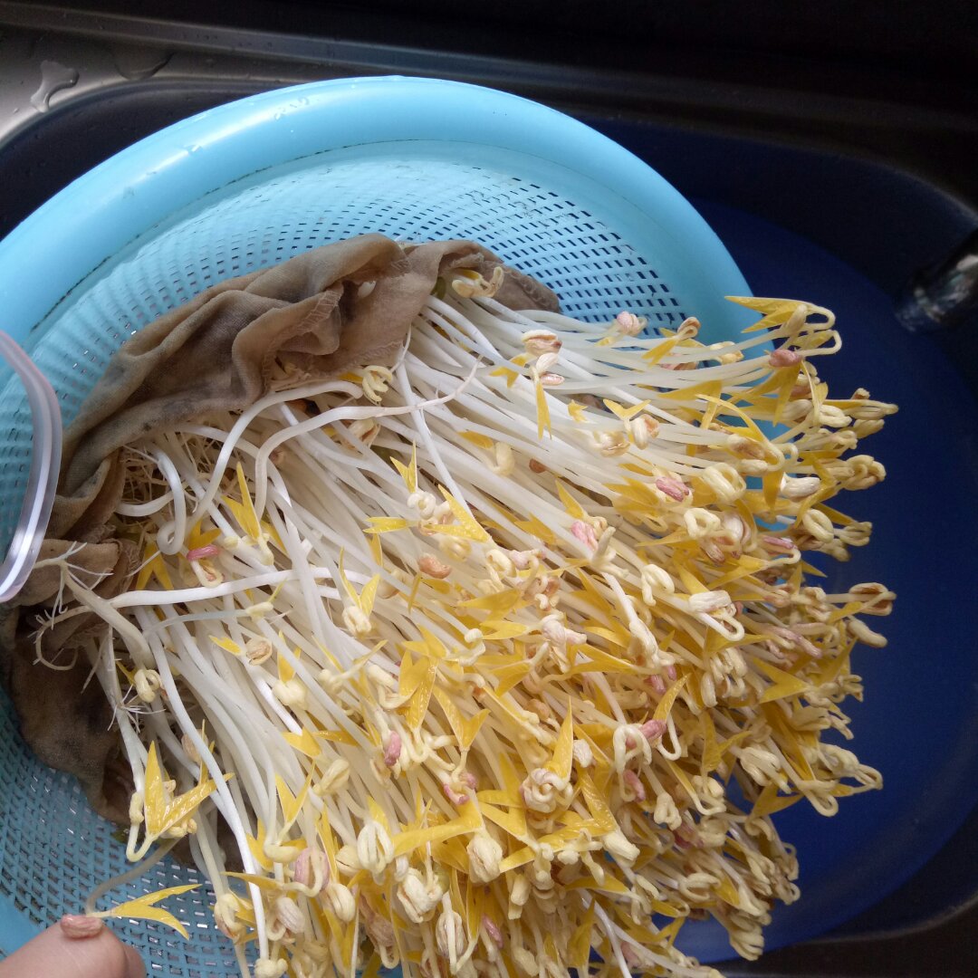 瓷娃娃66做的自制豆芽